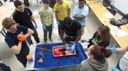 Stop the Bleed Training - Students using gause on a piece of meat with fake blood being pushed through to simulate the process.